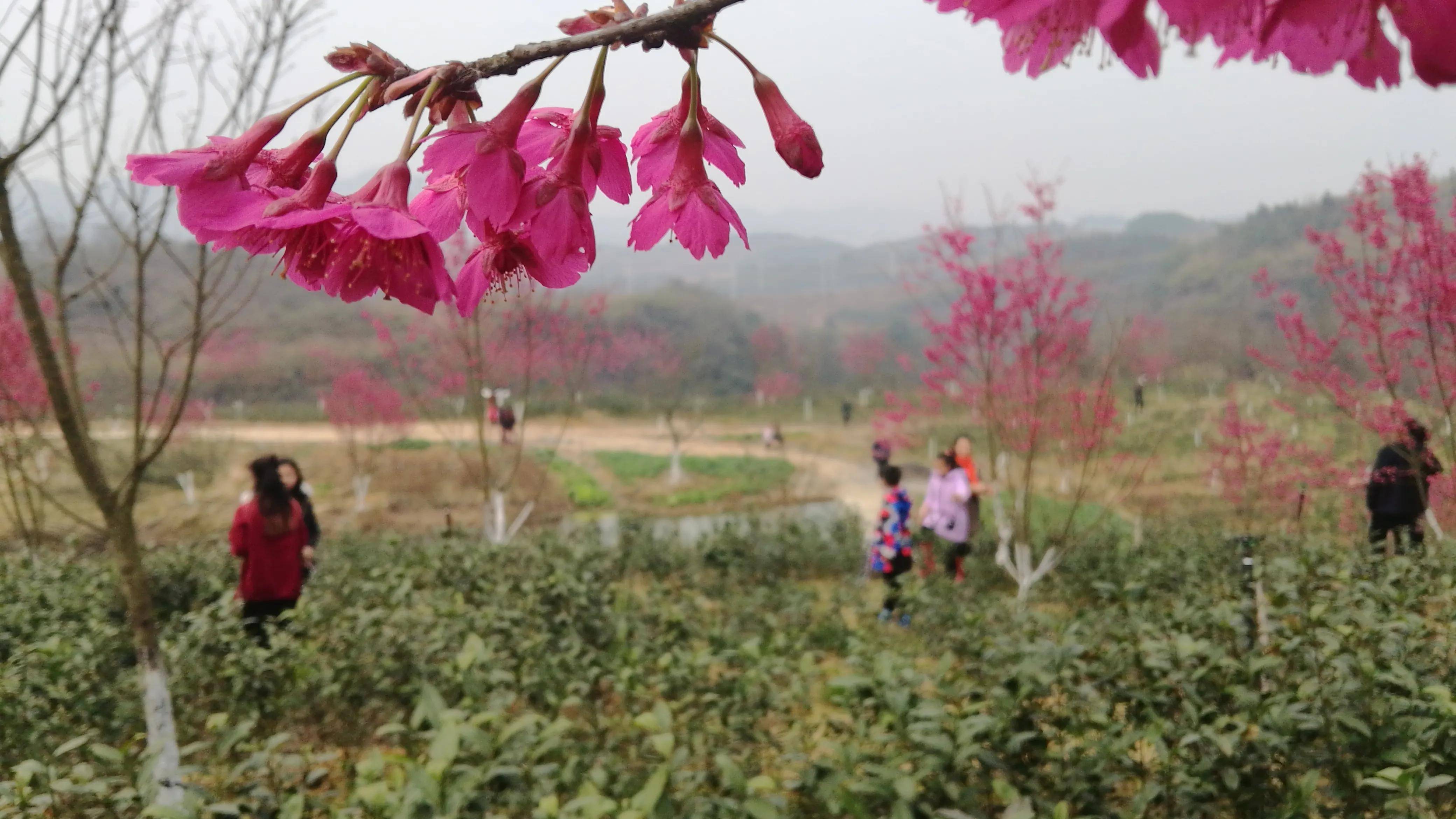 春暖花开新篇章，探索最新地址的无限魅力与活力